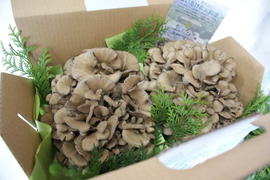 フワッと濃厚な香りが広がる大輪の花のようなまいたけ ～宮内庁献上品～（栃の木舞茸　２株入）
