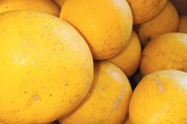 自然栽培　河内晩柑　初夏におすすめの味です。