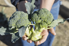 食べチョク限定！使いやすいサイズ！茎まで食べられる淡路島産ブロッコリー 1kg