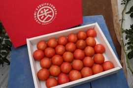 【数量限定】そのまま食べる完熟フルーツトマト２Kg｜高知県香南市産｜家庭用・お試し