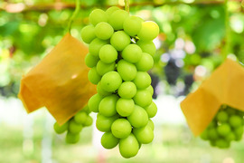 【福袋2025】9月上旬～収穫出来次第の発送★大粒ぶどう食べ比べ！！おまかせで5～8品種入り