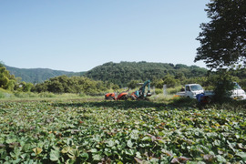 【栽培期間中農薬不使用のお芋です】シルクスイート３ｋｇ(箱入)　10月以降～発送予定！　熟成期間１ヶ月超！　さつまいも！