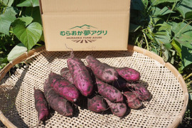 【むらおか夢アグリ名物】パープルスイートロード10ｋｇ(箱入)　10月以降～発送予定！　熟成期間１ヶ月超！　さつまいも！