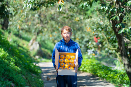 プレミアム太秋柿”魁（さきがけ）”≪秀品3.5kg（9～14個入り）≫糖度18度以上！柿の概念を覆す上品な王様