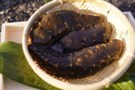 漁師直送！！青ナマコ 海鼠（なまこ）1kg（4〜7個）【大阪最南端 岬町産】