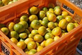 愛媛県！　　かじ坊みかん！　　
S.2S.3S混合！
極早生みかん！　訳あり小玉！　10kg