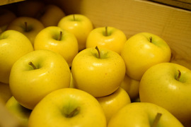 シナノゴールド（スマートフレッシュりんご）シャキシャキ食感！爽やかな酸味！ 家庭用 5kg（12～26個）