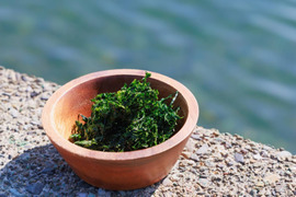 彩り（乾燥あおさ30g）