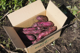 【むらおか夢アグリ名物】パープルスイートロード15ｋｇ(箱入)　10月以降～発送予定！　熟成期間１ヶ月超！　さつまいも！ 栽培期間中農薬不使用！