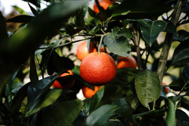 SP3 【濃厚な甘み】ブラッドオレンジ（タロッコ）2.8kg