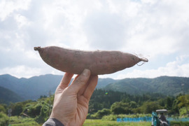 【訳あり】紅はるか５ｋｇ(箱入：土付き)　熟成期間１ヶ月超！　さつまいも！