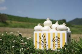 【S・SSサイズ】真っ白な白たまねぎ 3kg　特別栽培　ひょうご安心ブランド認証取得