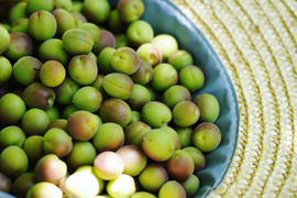 【季節限定】清々しい爽やかな香り！農薬・肥料不使用の小梅（2kg）
