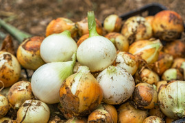【父の日ギフト】カレーの野菜　肉じゃがの野菜
