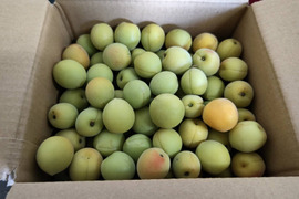 【数量限定】梅1.8kg　梅酒やシロップにも！