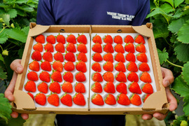 【濃いいちご🍓】M-Sサイズ（60-70）粒入り　冬仕立て　あまひめ｜自然の力で育つ、心と体が喜ぶ濃厚いちご〈信州産〉