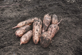 【お馴染みの、安納芋】安納芋10ｋｇ(箱入)　10月以降～発送予定！　熟成期間１ヶ月超！　さつまいも！