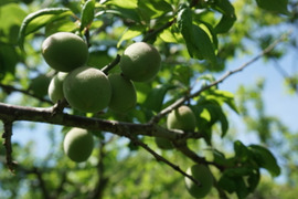自然栽培　紅映梅　青梅　５ｋｇ
