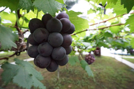 🍇ニューピオーネ 約1.8kg 🍇 【岡山県産 ニューピオーネ】種なしぶどう