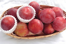 【数量限定】プラム貴陽∥樹上完熟だから味わえる濃厚な甘み　ご家庭用(小玉・少々キズあり含む)約１.２kg