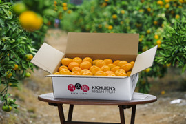 果汁たっぷり！熊本早生みかん『肥のあけぼの』10ｋｇ（11/15まで）