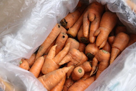 【訳あり】北総台地の絶品！栽培期間中農薬不使用の人参（4.5kg）