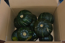 富良野産 坊ちゃん南瓜５ｋｇ（７～15玉入り）