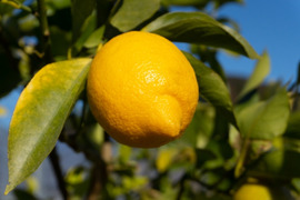 【和歌山県産】濃厚なレモン1kg【防腐剤・ワックス不使用】