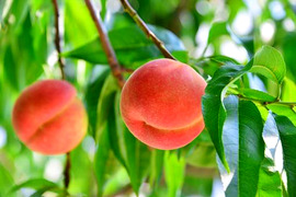 【桃の予約】福島の完熟もも　品種おまかせ3ｋｇ（8～12玉）　ギフト・贈答用に【2023年7月下旬～お届け予定】