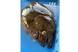 大きめサイズ！　活け〆ヒラメ
2kg位／1尾  (1.8〜2.3kg 位)