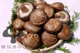 【ご予約受付中！】肉厚の原木椎茸 約900g 生しいたけ 原木しいたけ