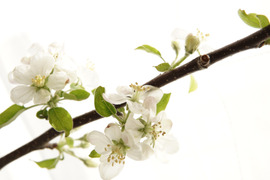 りんごの枝　観賞用　花は届いてから咲きます　枝３本