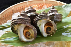 BBQの主役に！周防大島産天然サザエ！　1kg