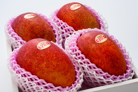 【夏ギフト】【順次発送中】限定 サンライズファームのアップルマンゴー 【大玉4玉2.4kg以上】【優品】