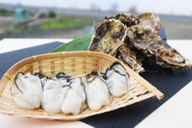 冬期限定！オホーツクサロマ湖産殻付き牡蠣　厳選5ｋｇ(2年物　加熱用)