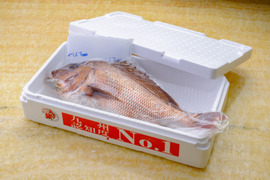 【冷蔵】みやび鯛 「まるごと一尾セット」 (みやび鯛約2kgサイズ)
