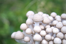 【洗わず料理に使える】自然由来の肥料で育てた朝採りしめじ（1.5キロ、長野県産）