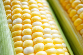 【2026年7月予約🌽夏ギフト🎁】
＼フルーツのような甘さ🌽／
中津川産 大橋農園プレミアム『甘々娘』とうもろこし 10本入り
✨朝採り＆鮮度維持袋でお届け／数量限定！