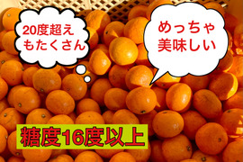 【濃厚・絶品】糖度16度以上の完熟極小玉ミカン『ぱっくん　仙ちゃん』　3kg