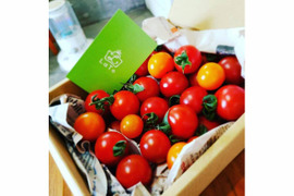 【農薬不使用・肥料不使用】カラフルミニトマト(赤・黄・橙) 500gギフトBOX