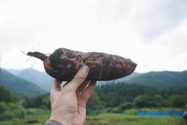 【食べチョクinstagramで紹介されました！】安納芋15ｋｇ(箱入)　10月以降～発送予定！　熟成期間１ヶ月超！　さつまいも！ 栽培期間中農薬不使用！