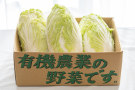 【有機JAS認証】オーガニック白菜（2〜3個程度）