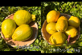 [自然栽培]レモン2種食べ比べセット(2kg)りのか、リスボン 農薬不使用