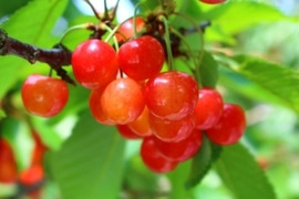 【お客様感謝セール 価格20%OFF】さくらんぼ佐藤錦 1㎏ バラ詰 山形県産
