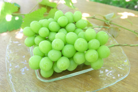 【食べる喜び・贈る喜びを感じる】シャインマスカット450g～500g　1房