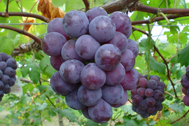 樹上完熟！岡山県備前市産びぜん葡萄【ピオーネ】約1kg（2房前後）