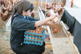 初回限定価格　純国産鶏の平飼い卵24個　非遺伝子組み換え飼料　(紙包装)