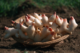 【秋の味覚】京都府産｜露地新生姜4kg｜農薬・化学肥料・除草剤不使用｜土付き