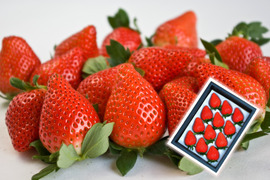 【群馬県産】高級いちご♪やよいひめ化粧箱