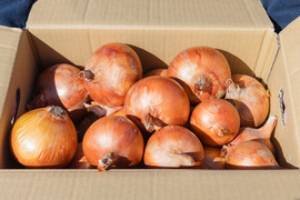 【予約限定】兵庫あんしんブランド認証！新鮮！淡路島産玉ねぎ10kg